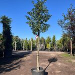 5x Portugese laurier, Prunus ‘Angustifolia’, leigeschikt, wintergroen,