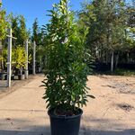 6x Laurierkers, Prunus ‘Novita’, haagplant, wintergroen, ca. 100-150 c