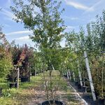 Japanse sierkers, Prunus ‘Oshidori’, meerstammig, wit/roze bloei, ca.