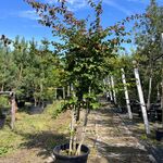 Perzisch ijzerhout, Parrotia Persica, meerstammig, rode herfstkleur, 1