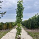 Amberboom, Liquidambar ‘Slender Silhouette’, zuilvorm, herfstverkleuri