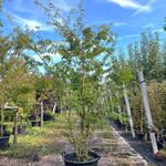 2x Japanse sierkers, Prunus ‘Oshidori’, meerstammig, wit/roze bloei, c