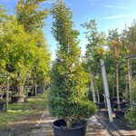 4x Portugese laurier, Prunus ‘Angustifolia’, haagplant, wintergroen, c