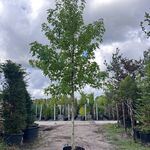 Amberboom, Liquidambar Styraciflua, hoogstam, herfstverkleuring, ca. 5