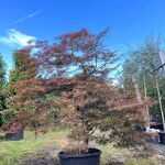 Japanse esdoorn, Acer ‘Garnet’, karakterboom, roodbladig, ca. 150-175