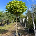 2x Trompetboom, Catalpa ‘Nana’, bolboom, ca. 180 cm stamhoogte