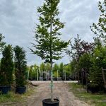 2x Beuk, Fagus Sylvatica, hoogstam, groenbladig, ca. 5-6 m hoog