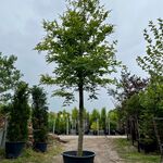 Beuk, Fagus Sylvatica, hoogstam, groenbladig, ca. 6 m hoog