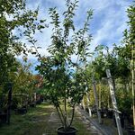 2x Japanse sierkers, Prunus S. ‘Kanzan’, meerstammig, dieproze bloei,