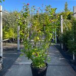 5x Altheastruik, Hibiscus ‘Duc De Brabant’, sierheester, roze bloei, c