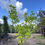 2x Beverboom, Magnolia ‘Yellow River’, meerstammig, Zachtgele bloei, c