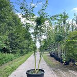 2x Japanse esdoorn, Acer Palmatum, meerstammig, rode herfstkleur, ca.