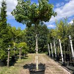 Amberboom, Liquidambar ‘Worplesdon’, dakboom, herfstverkleuring, ca. 2