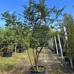 Kardinaalshoed, Euonymus ‘Compactus’, solitair, rode herfstkleur, ca.
