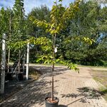Ca. 10x Kersenboom, Prunus ‘Kordia’, fruitgaardboom, vruchtdragend, ca