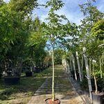 2x Walnotenboom, Juglans ‘Chandler’, vruchtboom, vruchtdragend, ca. 3.