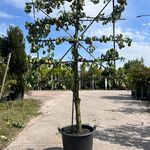 4x Perenboom, Pyrus ‘Conference’, leiboom, vruchtdragend, ca. 2-2.5 m