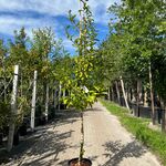 Mispel, Mespilus ‘Westerveld’, vruchtboom, ca. 2.5-3 m hoog