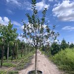 2x Sierappel, Malus ‘Red Sentinel’, bloesemboom, rode sierappeltjes, c