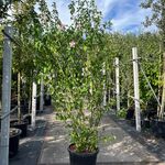 3x Altheastruik, Hibiscus ‘Lady Stanley’, sierheester, roze bloei, ca.