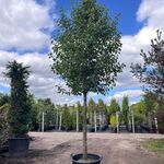 Sierpeer, Pyrus ‘Chanticleer’, bloesemboom, witte bloesem, ca. 5-6 m h
