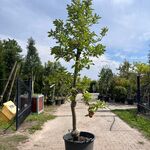 5x Appelboom, Malus ‘Redlove’, E.a., fruitgaardboom, vruchtdragend, ca