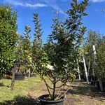 2x Olijfwilg, Elaeagnus Ebbingei, meerstammig, wintergroen, ca. 200 cm