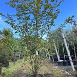 2x Hazelaar, Corylus Avellana, sierheester, ca. 250-300 cm hoog