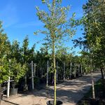 Wilde kardinaalsmuts, Euonymus Europaeus, Hoogstam, witte/rode bloei,