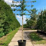4x Koningslinde, Tilia ‘Pallida’, leiboom, ca. 200 cm stamhoogte