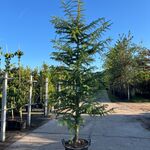Hybride lork, Larix Marschlinsii, geveerd, blauwgroen, ca. 3 m hoog