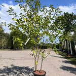 3x Sierstruik, Frangula Alnus, E.a., sierheester, bloei/herfstverkleur