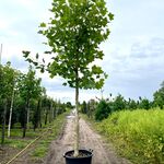4x Plataan, Platanus Hispanica, hoogstam, ca. 5 m hoog