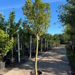 4x Portugese laurier, Prunus Lusitanica, hoogstam, wintergroen, ca. 3-