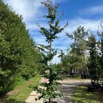 3x Perzisch ijzerhout, Parrotia Persica, zuilvorm, rode herfstkleur, c