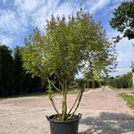 5x Sierstruik, Chionanthus Virginicus, E.a., sierheester, bloei/herfst