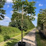 4x Beuk, Fagus Sylvatica, leiboom, ca. 180 cm stamhoogte