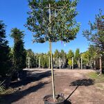Portugese laurier, Prunus ‘Angustifolia’, leiboom, wintergroen, ca. 16