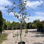 Ca. 10x Appelboom, Malus ‘Redlove’, fruitgaardboom, rode appel, ca. 2.