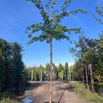 Yoshinokers, Prunus Yedoensis, bloesemboom, witte bloesem, ca. 220cm s