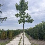 2x Amberboom, Liquidambar ‘Palo Alto’, hoogstam, herfstverkleuring, ca