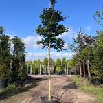 4x Rode beuk, Fagus ‘Atropunicea’, hoogstam, roodbladig, ca. 5 m hoog