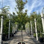Portugese laurier, Prunus ‘Brenelia’, hoogstam, wintergroen, ca. 3-3.5