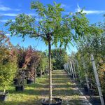 2x Rode acacia, Robinia ‘Casque Rouge’, dakboom, rozerode bloei, ca. 2