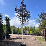 Noorse esdoorn, Acer ‘Royal Red’, hoogstam, roodbladig, ca. 4-5 m hoog