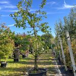 2x Kersenboom, Prunus ‘Kordia’, fruitgaardboom, vruchtdragend, ca. 3m