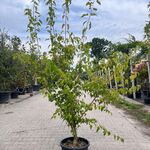 2x Chinese esdoorn, Acer Tataricum Ginnala, sierheester, ca. 150-175 c