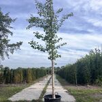 Japanse notenboom, Ginkgo Biloba, hoogstam, gele herfstkleur, ca. 3.5-
