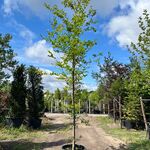 4x Beuk, Fagus Sylvatica, geveerd, groenbladig, ca. 4-5 m hoog