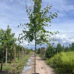 Koningslinde, Tilia ‘Pallida’, hoogstam, ca. 5 m hoog